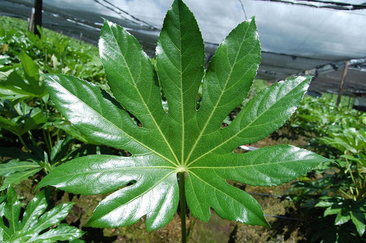 5 Fatsia Japonica Hardy Japanese Aralia Seeds - Seed World