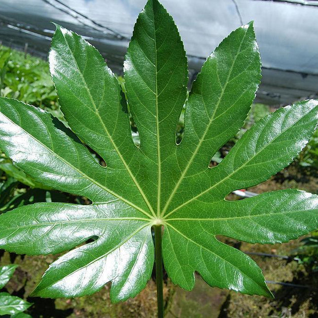 5 Fatsia Japonica Hardy Japanese Aralia Seeds - Seed World