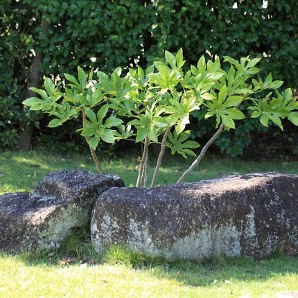 5 Fatsia Japonica Hardy Japanese Aralia Seeds - Seed World