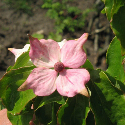 5 Flowering Pink Dogwood Tree Seeds - Seed World