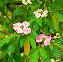 5 Flowering Pink Dogwood Tree Seeds - Seed World