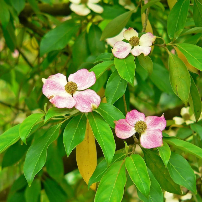 5 Flowering Pink Dogwood Tree Seeds - Seed World