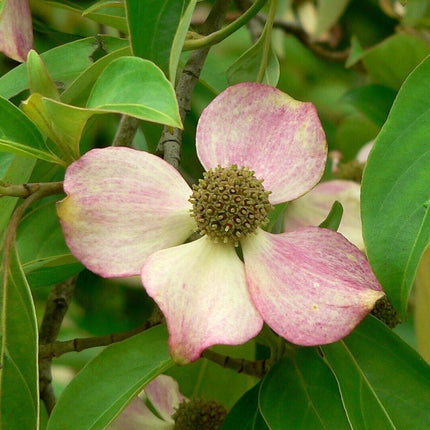 5 Flowering Pink Dogwood Tree Seeds - Seed World