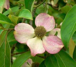 5 Flowering Pink Dogwood Tree Seeds - Seed World