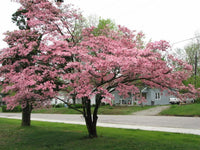 5 Flowering Pink Dogwood Tree Seeds - Seed World