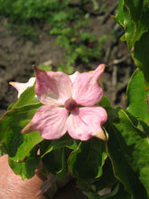 5 Flowering Pink Dogwood Tree Seeds - Seed World