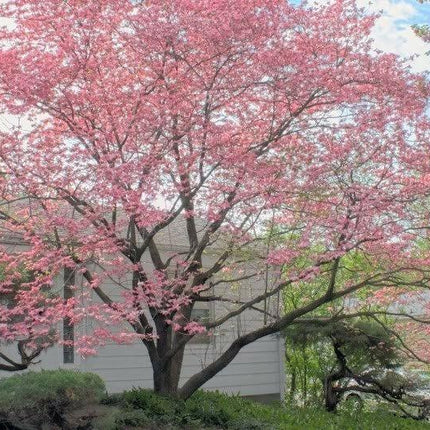 5 Flowering Pink Dogwood Tree Seeds - Seed World