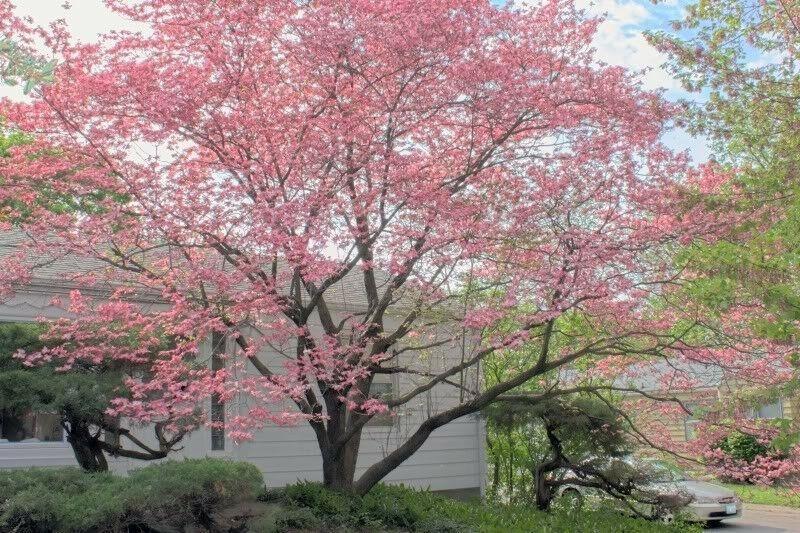5 Flowering Pink Dogwood Tree Seeds - Seed World