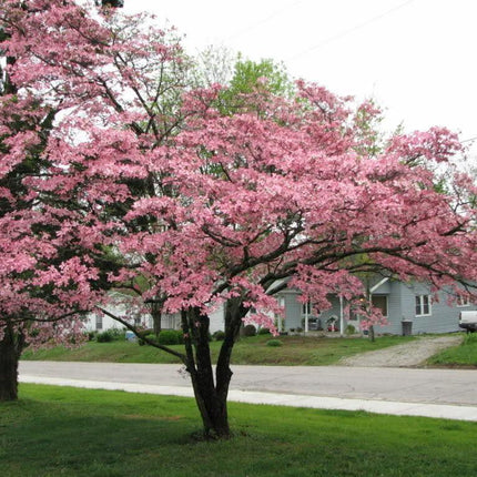 5 Flowering Pink Dogwood Tree Seeds - Seed World