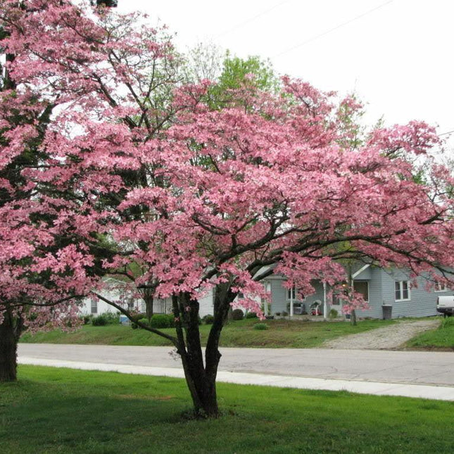 5 Flowering Pink Dogwood Tree Seeds - Seed World
