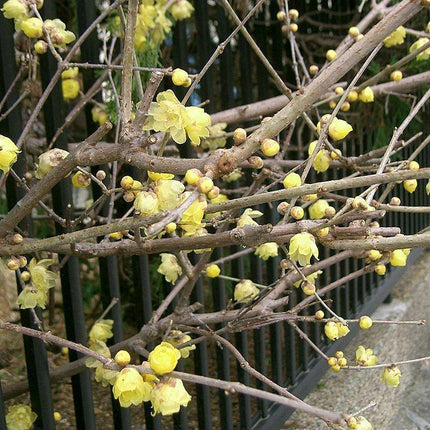 5 Fragrant Wintersweet Seeds - Seed World