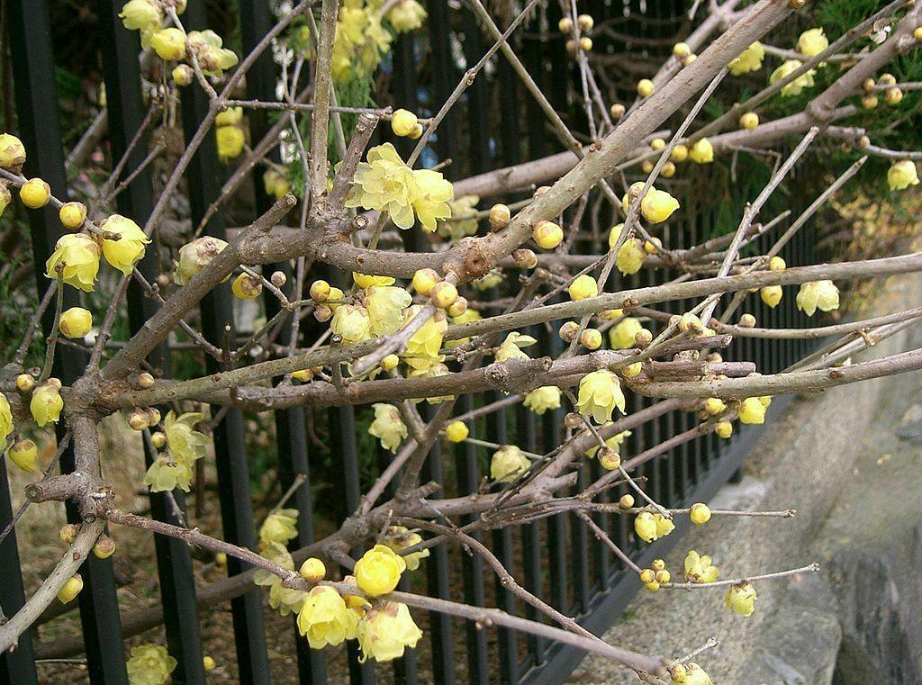 5 Fragrant Wintersweet Seeds - Seed World