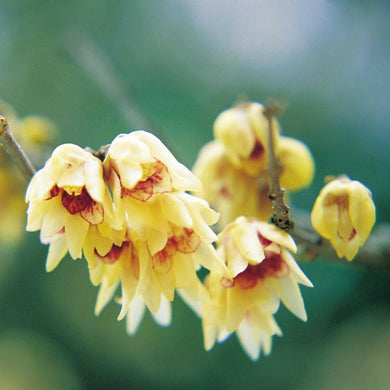 5 Fragrant Wintersweet Seeds - Seed World