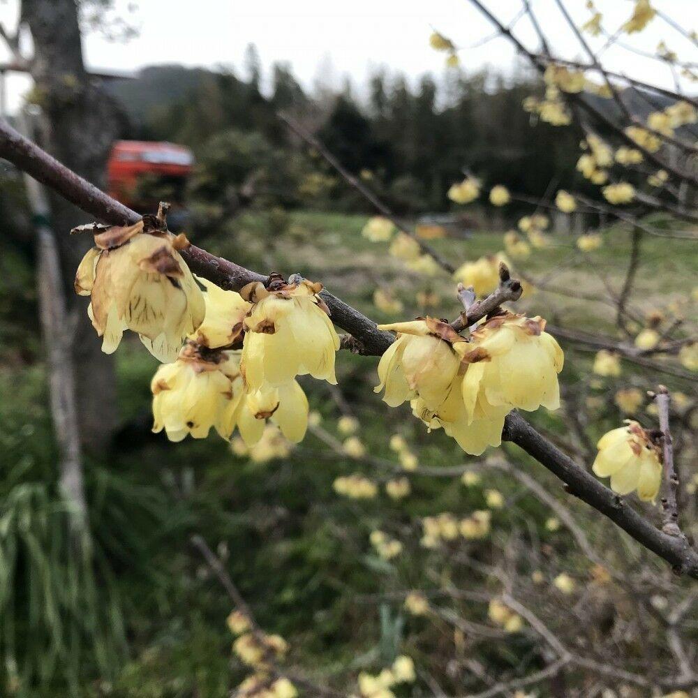 5 Fragrant Wintersweet Seeds - Seed World