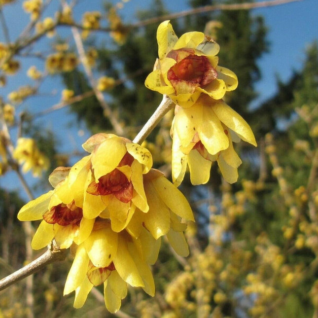 5 Fragrant Wintersweet Seeds - Seed World