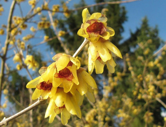 5 Fragrant Wintersweet Seeds - Seed World