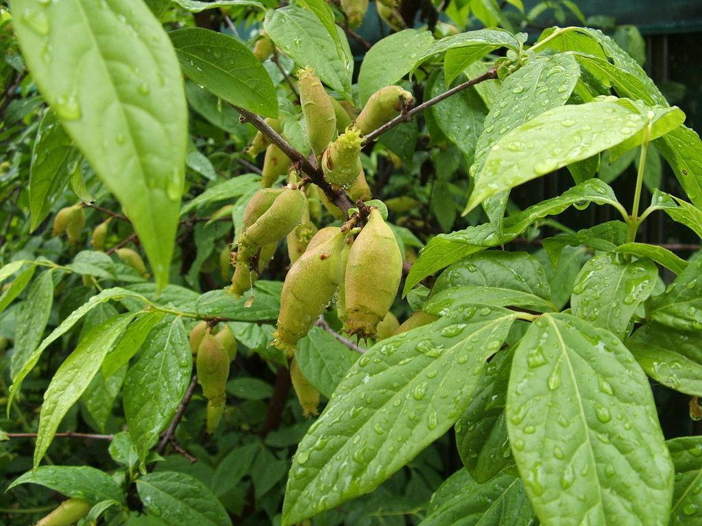 5 Fragrant Wintersweet Seeds - Seed World