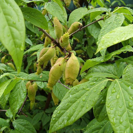 5 Fragrant Wintersweet Seeds - Seed World