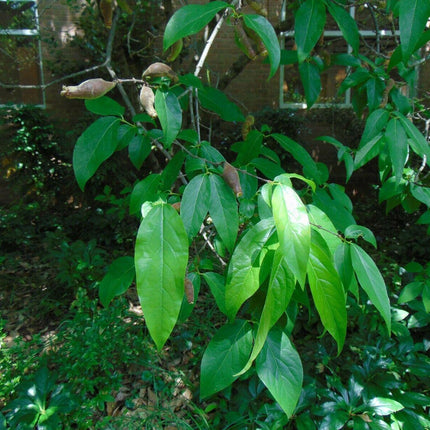 5 Fragrant Wintersweet Seeds - Seed World