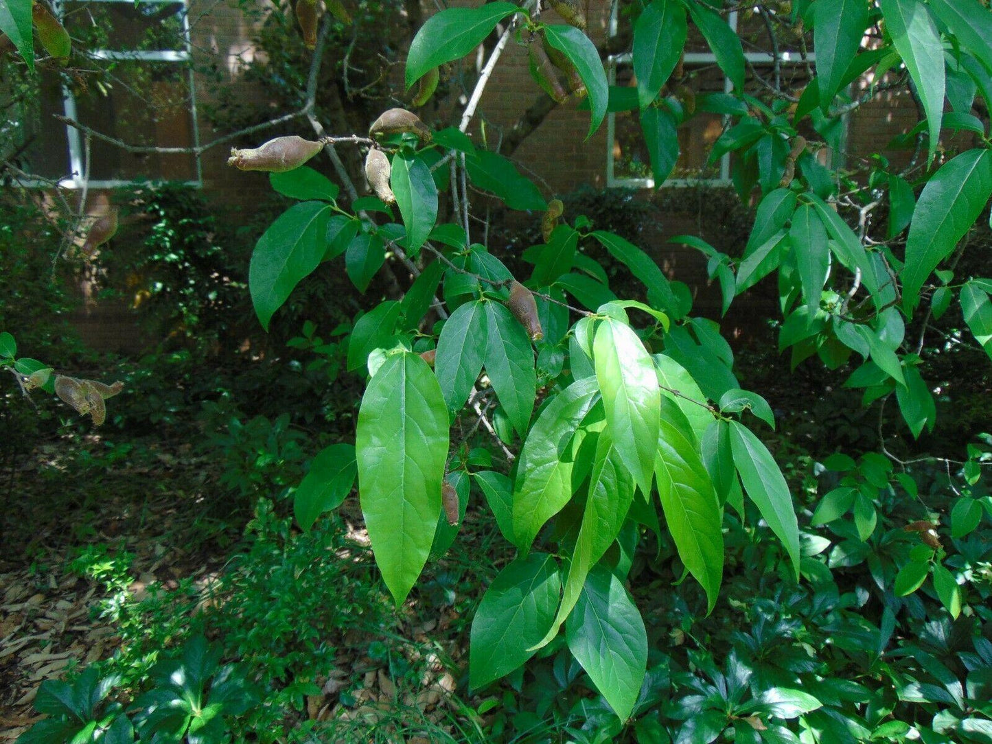 5 Fragrant Wintersweet Seeds - Seed World