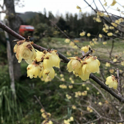5 Fragrant Wintersweet Seeds - Seed World
