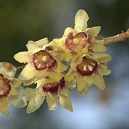 5 Fragrant Wintersweet Seeds - Seed World