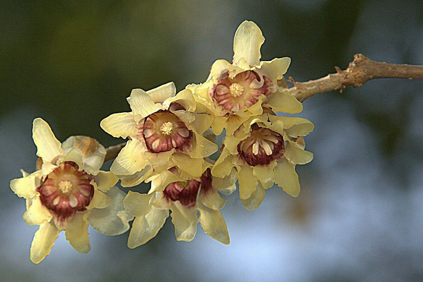 5 Fragrant Wintersweet Seeds - Seed World