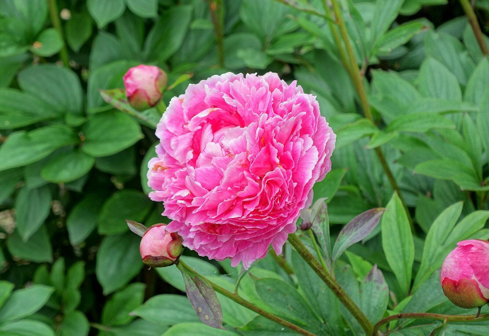 5 Garden Peony - Paeonia Lactiflora Mix Seeds