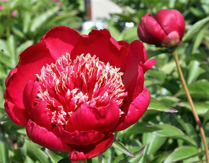Paeonia lactiflora 'Nippon Beauty' – Fieldstone Gardens Inc