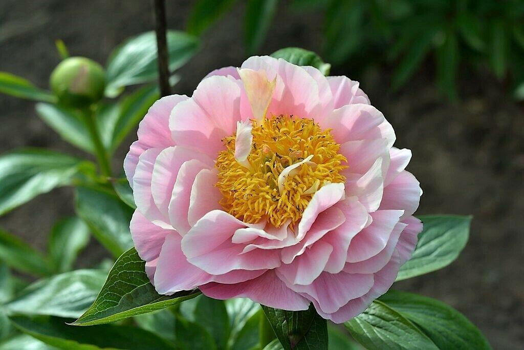 Paeonia lactiflora　2点おまとめ