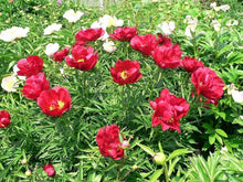 5 Garden Peony - Paeonia Lactiflora  Mix Seeds - Seed World