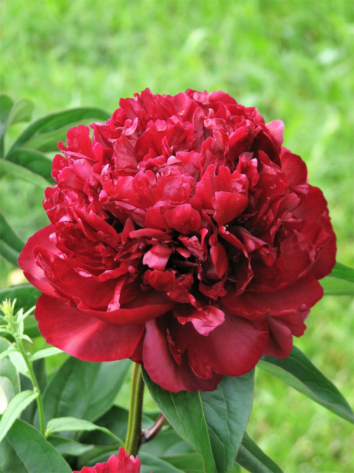 5 Garden Peony - Paeonia Lactiflora  Mix Seeds - Seed World