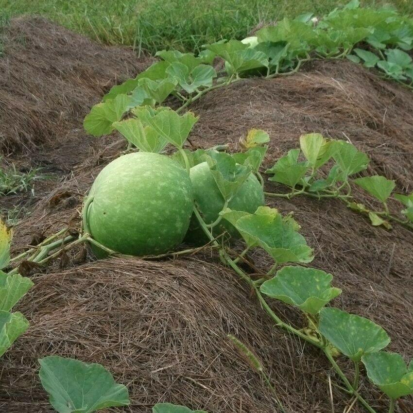 5 Giant Bushel Gourd Seeds - Seed World