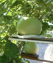 5 Giant Bushel Gourd Seeds - Seed World