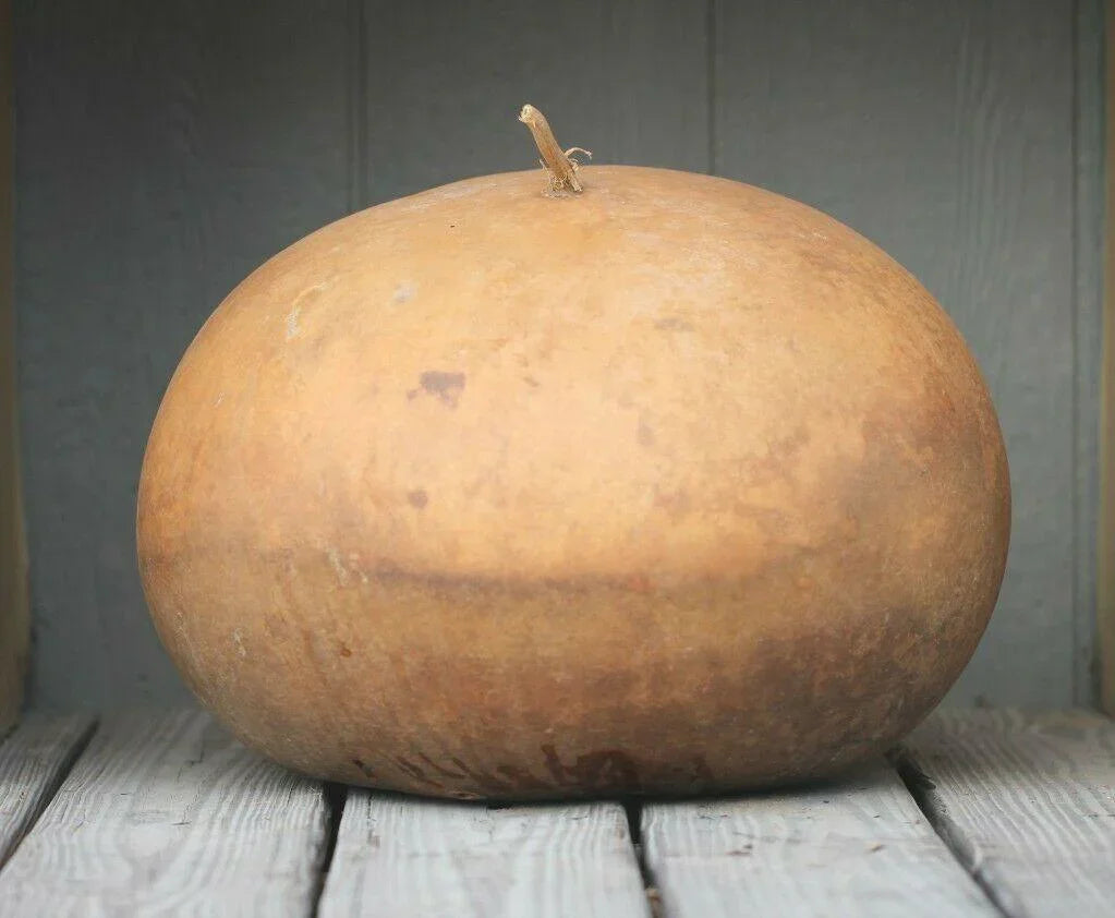 5 Giant Bushel Gourd Seeds - Seed World