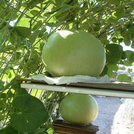 5 Giant Bushel Gourd Seeds - Seed World