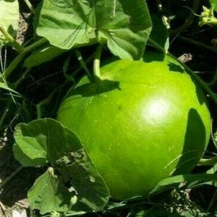 5 Giant Bushel Gourd Seeds - Seed World