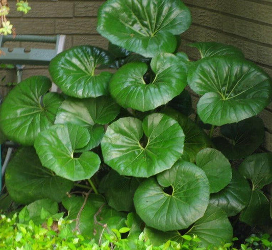 15 Giant Leopard Plant Seeds - Seed World