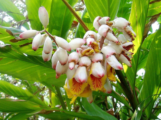 5 Ginger | Katsumadai Ginger Seeds - Seed World