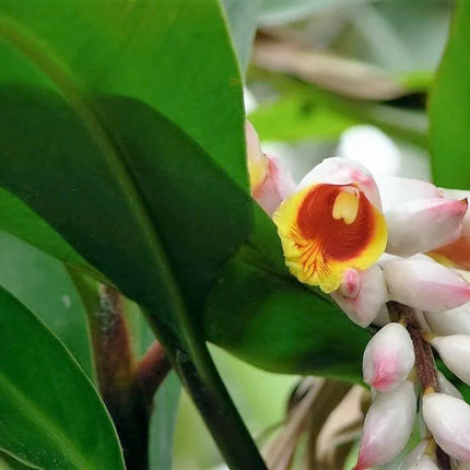 5 Ginger | Katsumadai Ginger Seeds - Seed World