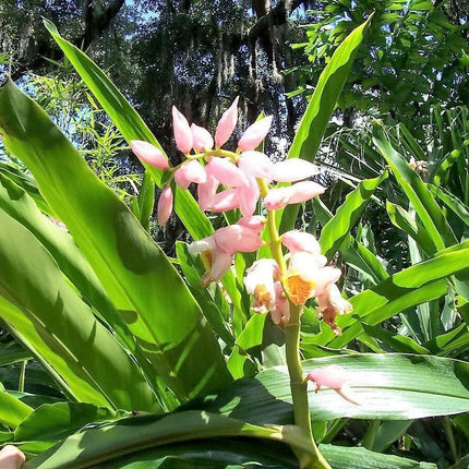 5 Ginger | Katsumadai Ginger Seeds - Seed World