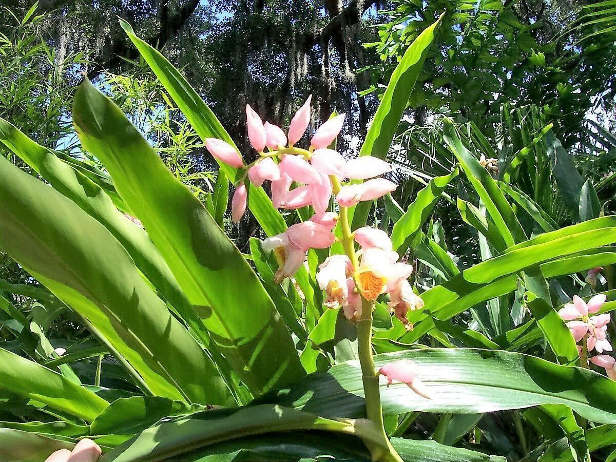 5 Ginger | Katsumadai Ginger Seeds - Seed World