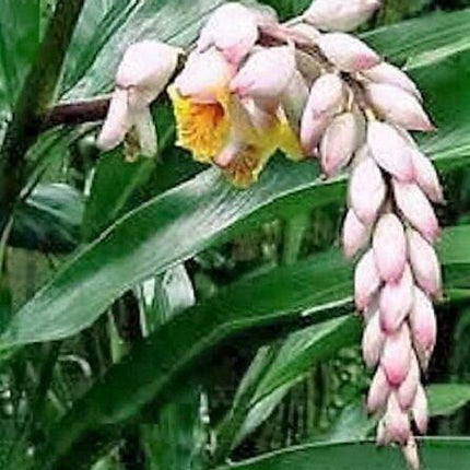 5 Ginger | Katsumadai Ginger Seeds - Seed World