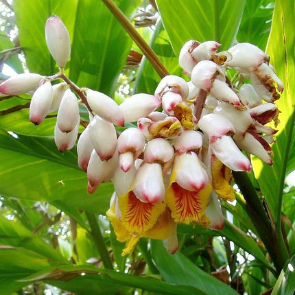 5 Ginger | Katsumadai Ginger Seeds - Seed World