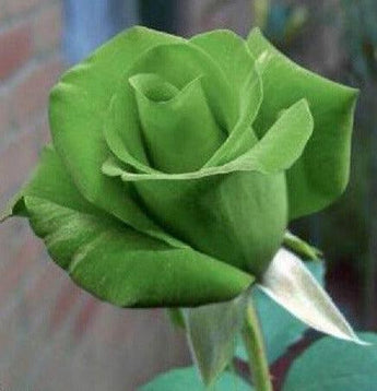 5 Green Rose Seeds - Seed World