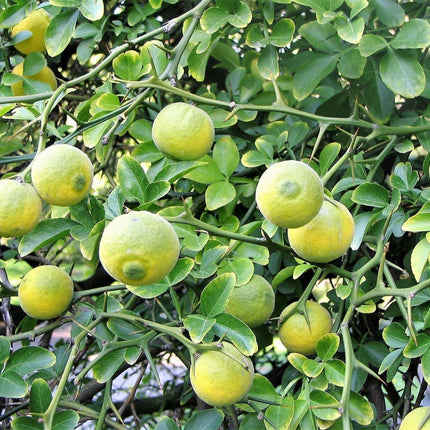5 Hardy Trifoliate Orange Tree Seeds - Seed World