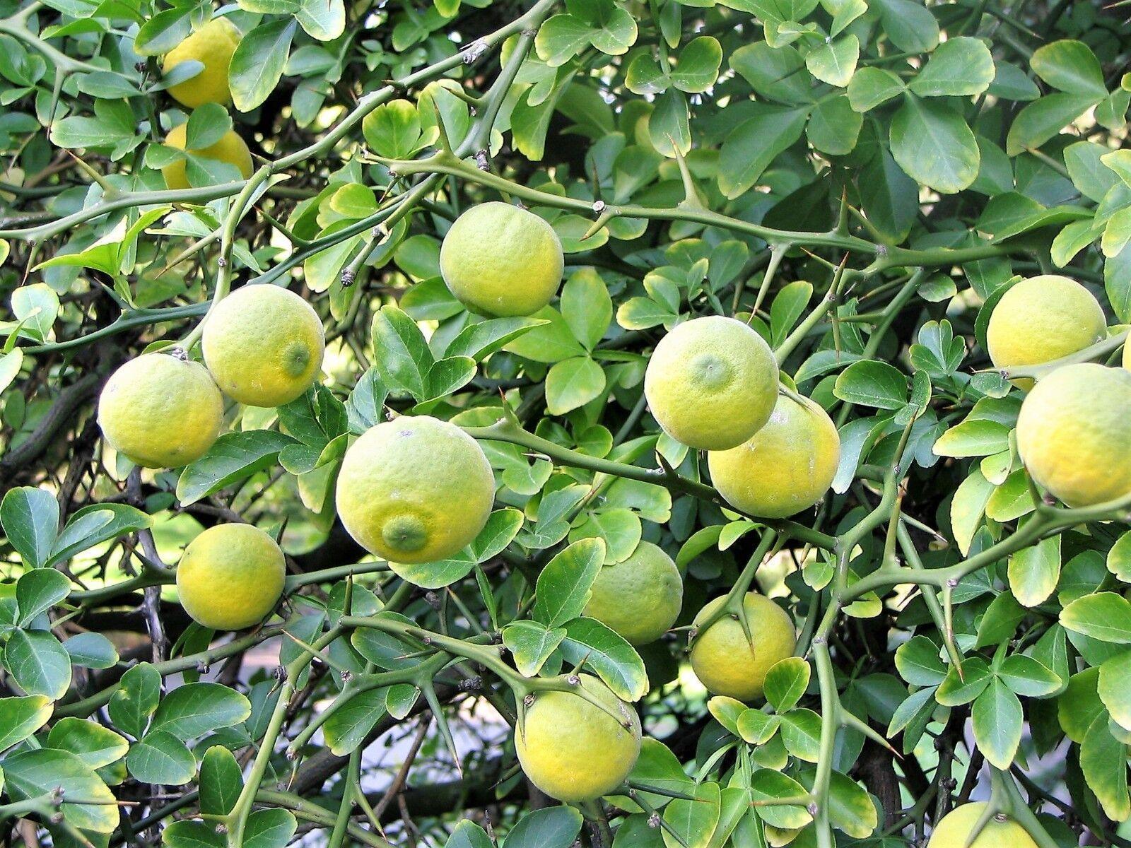 5 Hardy Trifoliate Orange Tree Seeds - Seed World
