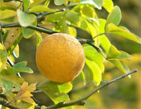 5 Hardy Trifoliate Orange Tree Seeds - Seed World