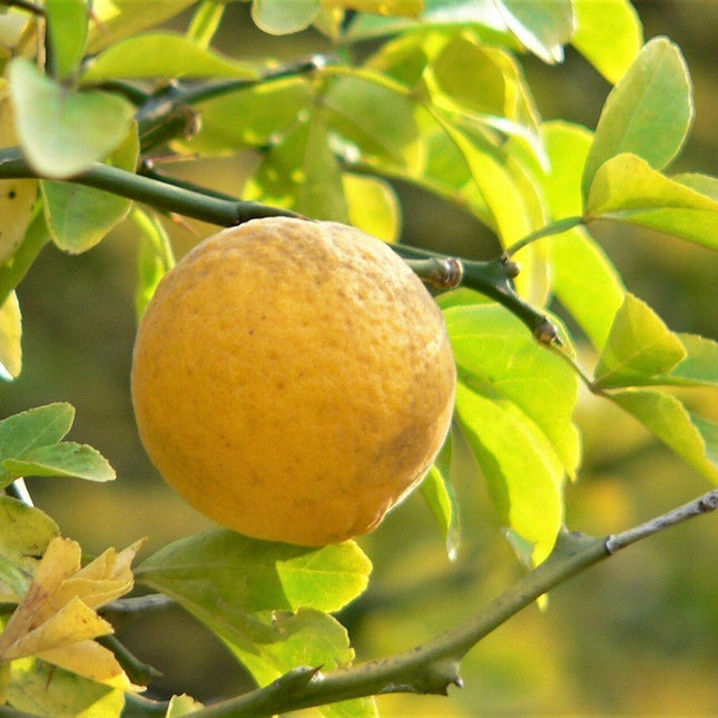 5 Hardy Trifoliate Orange Tree Seeds - Seed World