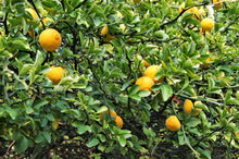 5 Hardy Trifoliate Orange Tree Seeds - Seed World
